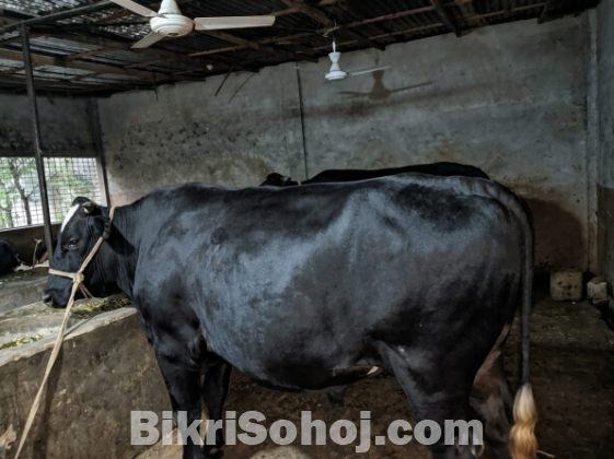 বড় ফিজিয়ান কোরবানির গরু | ৭২০ কেজি | নজরকাড়া গড়ন